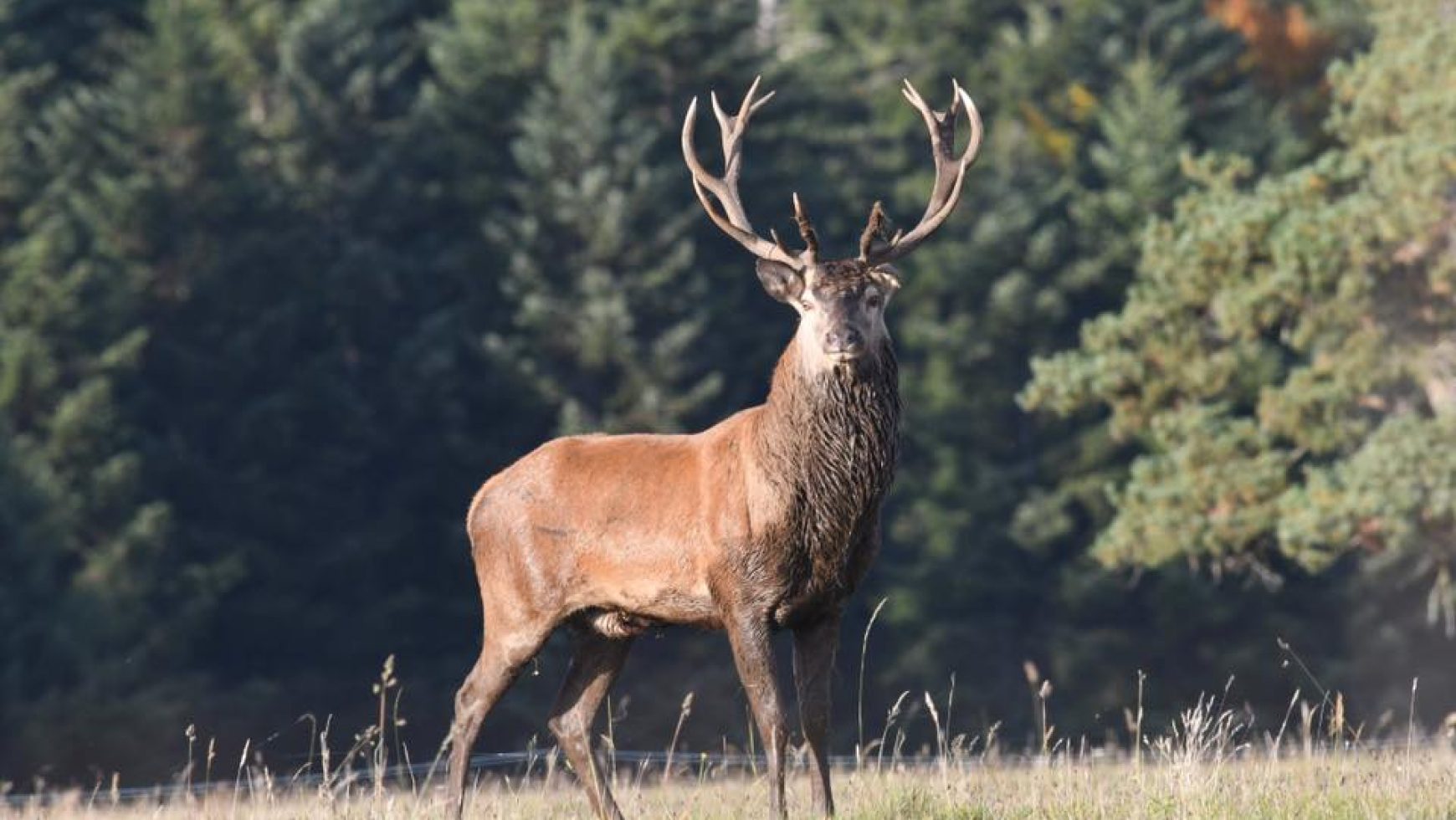 Sorties brame du cerf 2018