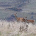 Cerfs / Biches