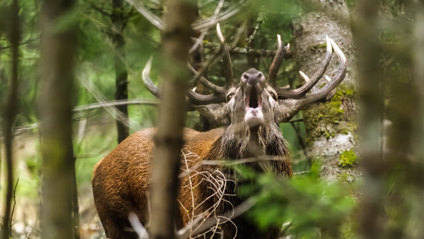 Le cerf nous brame son besoin d’amour…