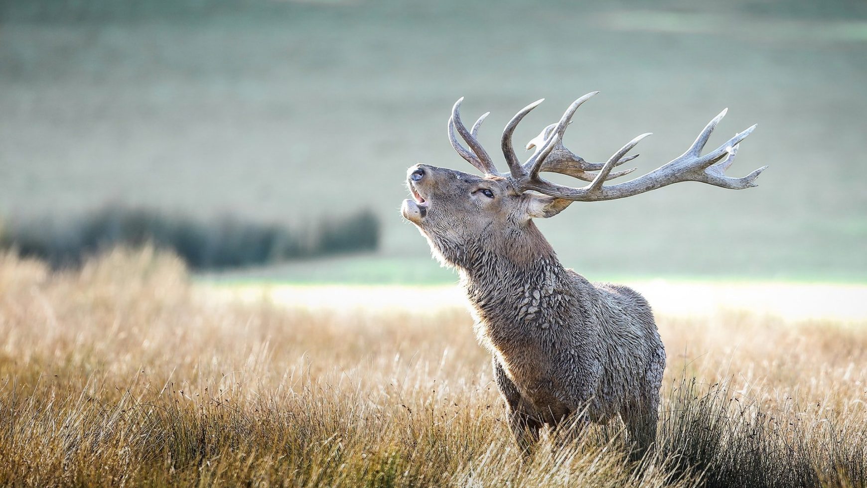 Sorties brame du cerf – 15 octobre 2019 à 16h00