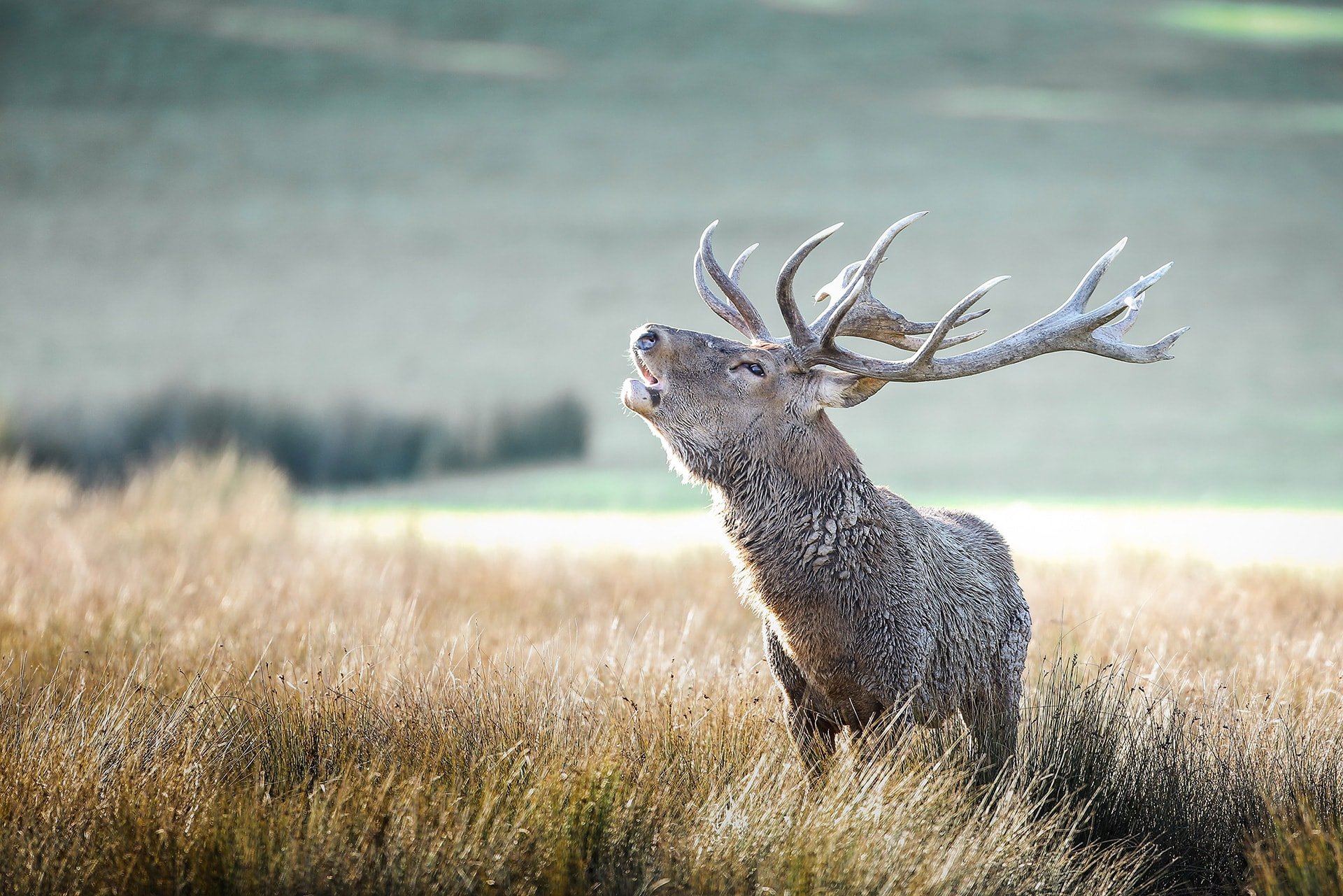 le brame du cerf résonne dans nos forêts