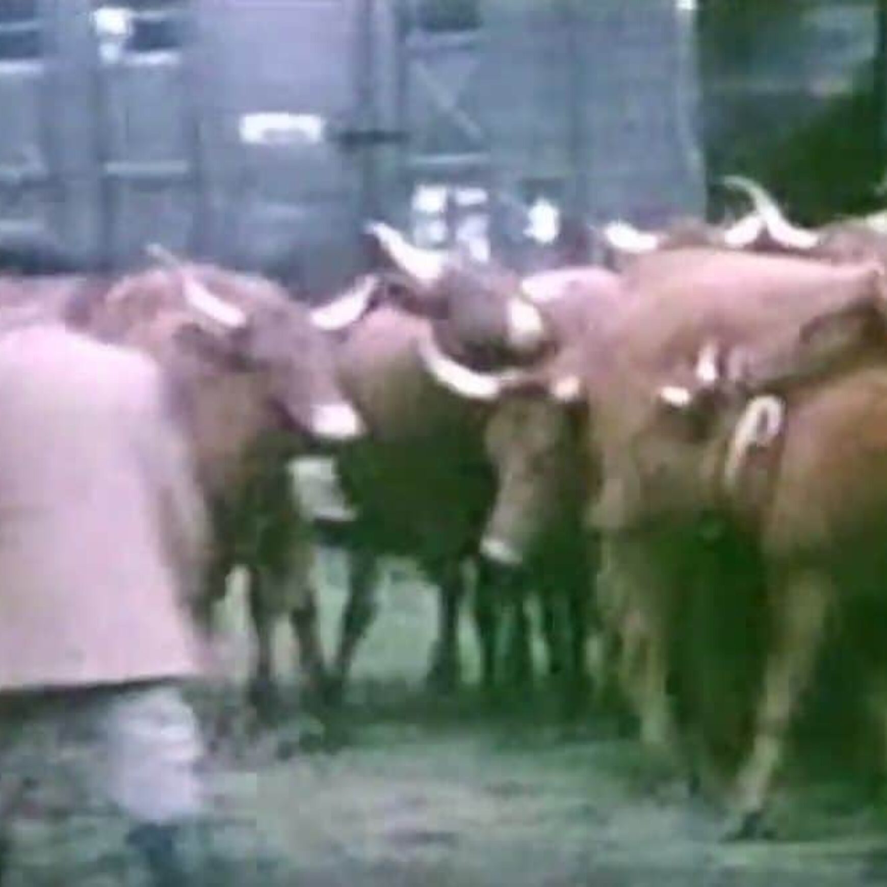 1959-foire-Allanche.jpg