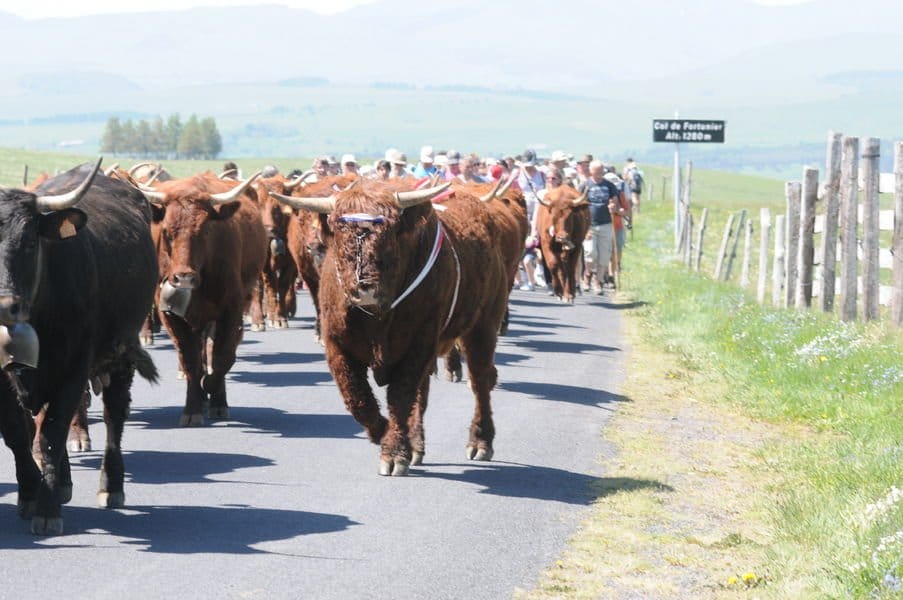 Montée libre à l'estive - Fête de l'estive