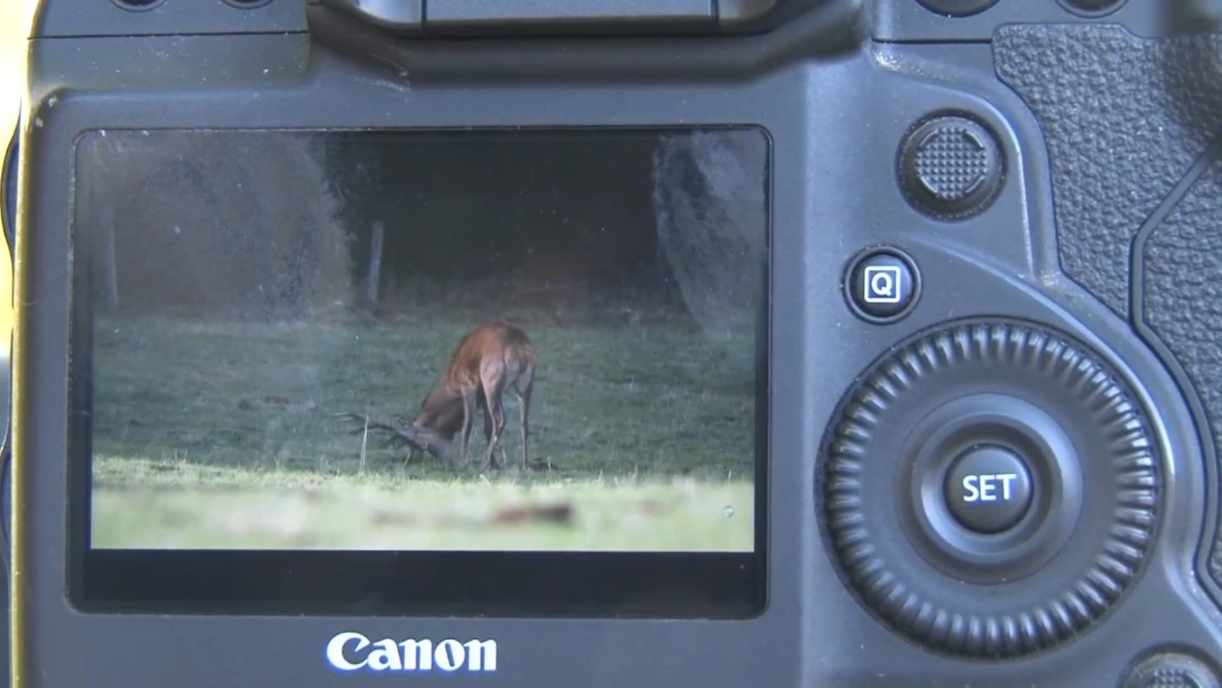 Le brame du cerf attire de nombreux photographes dans le Cantal