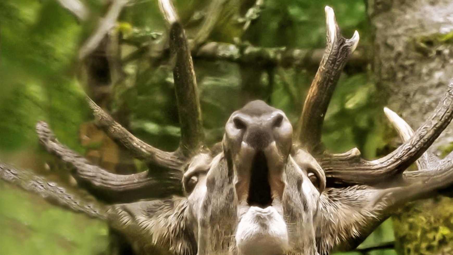 L’album « des cerfs du Cézallier » de notre ami Jean-Paul Rickelin