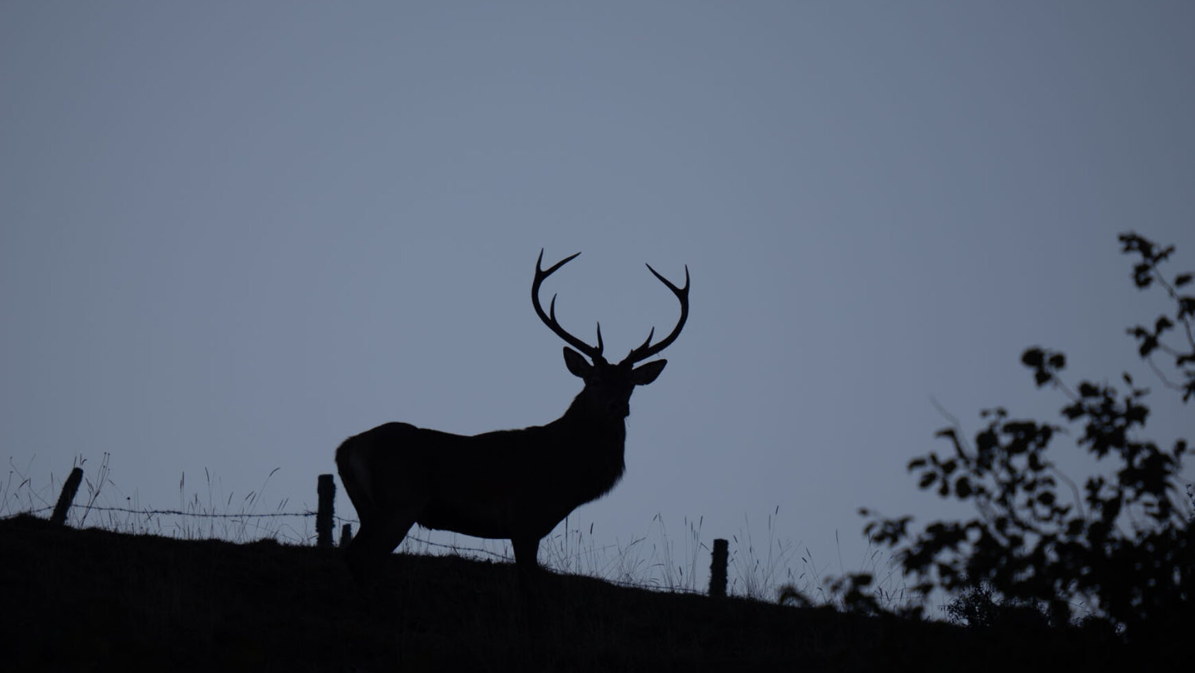 L’album « Brame du cerf dans le Cézallier » de notre ami Jean-Paul Rickelin