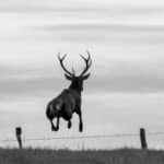 LAVA JPRickelin cerfs 202502