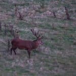 LAVA JPRickelin cerfs 202503