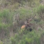 LAVA JPRickelin cerfs 202505