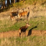 LAVA JPRickelin cerfs 202506