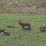 LAVA JPRickelin cerfs 202507
