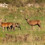 LAVA JPRickelin cerfs 202508