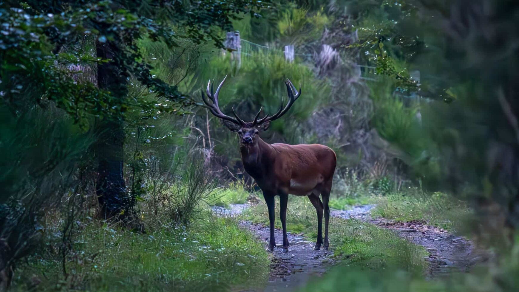 L’album « Brame du cerf dans le Cézallier » de notre ami JP Rickelin – 2025