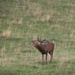 LAVA JPRickelin cerfs 202510