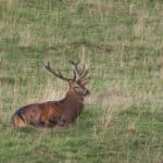LAVA JPRickelin cerfs 202511
