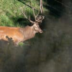 LAVA JPRickelin cerfs 202512