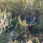 LAVA JPRickelin cerfs 202514