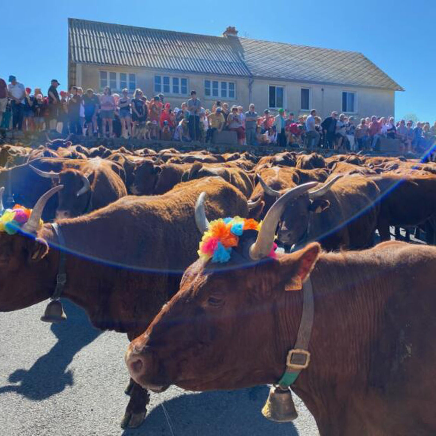 L’album de la Fête de l’Estive 2026 de nos Amis du Vieil Allanche
