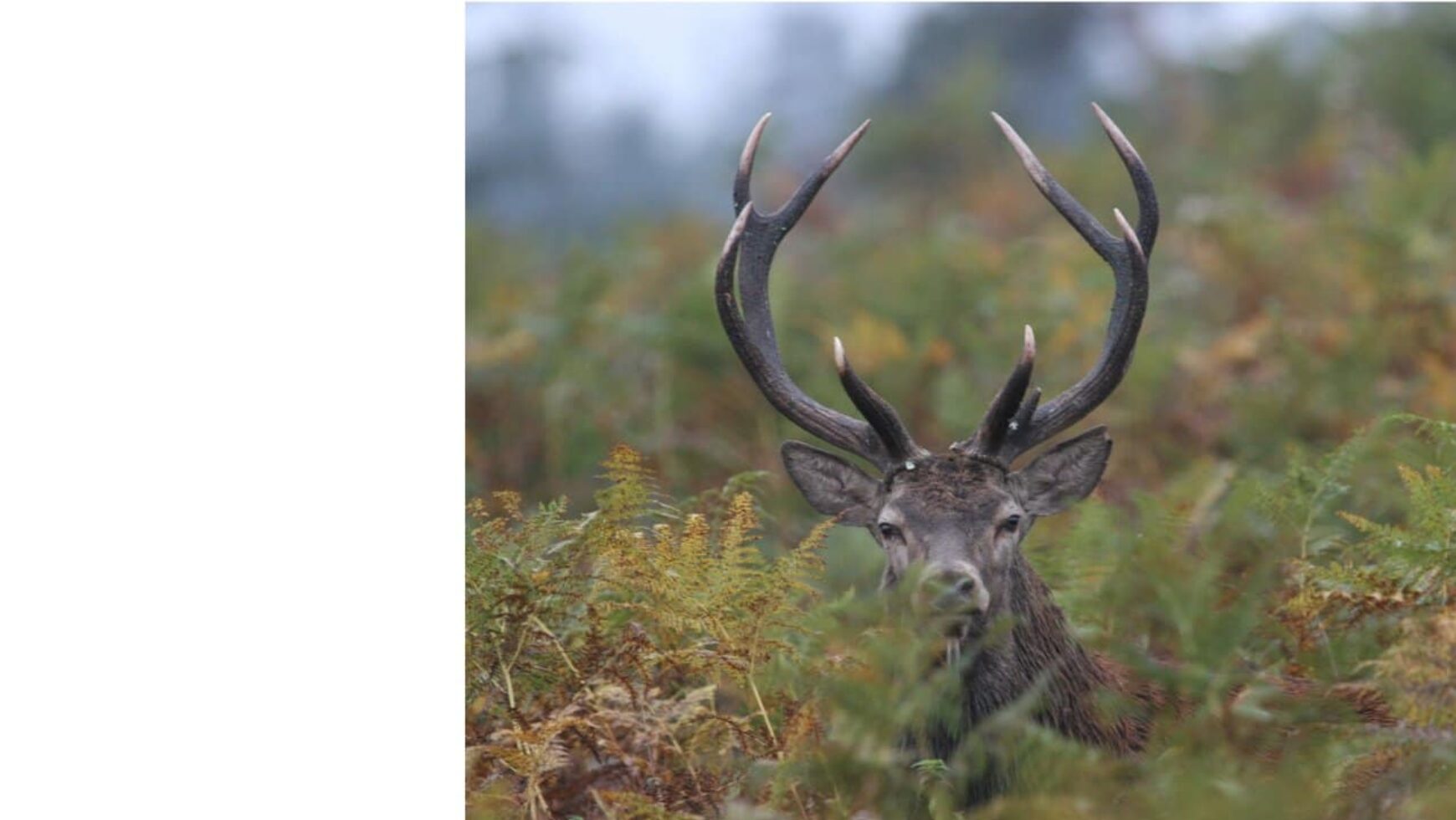 Expo « Une année avec les cerfs » Jean-Paul Rickelin – 2 au 20 septembre 2026 – Maison de la Faune (Murat)