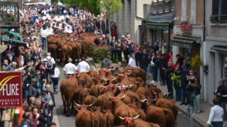 🐂🐂 Très belle journée pour la 33ème édition de la fête de l'Estive 2025 à Allanche 😊
Allanche, comme chaque année, prend des allures de fête à l’occasion de la transhumance des vaches Salers vers les pâturages d’estives.

📌Invités d'honneur 2025 : la Bessarde & des chevaux de race Auvergne.

Merci à nos photographes !

#allanche #estive2025 #salers #transhumance #philippeglaize #yvesaufauvre