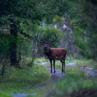 🦌🦌💕💕 Pour sa 40e saison (2025) et pour notre plus grand bonheur, notre Ami Jean-Paul Rickelin, immortalise en images son RDV annuel avec notre roi de la forêt cezalliène.

Notre Ami, toujours en chasse d'images insolites, nous partage sa passion avec ce spectacle sans cesse renouvelé, le brame du cerf !

Les amours du roi de la forêt sont un spectacle à voir. Et aussi à entendre.

#cerf #brameducerf #roidelaforêt #cantalauvergne #cezallier #jprickelin